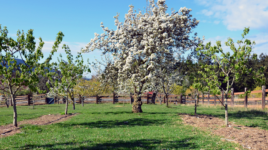 pear blossom spring